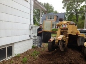 Stump Removal Hamden, CT