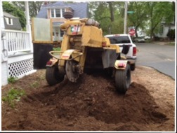 Stump Removal, Stump Grinding, Tree Removal Services | Hamden, CT