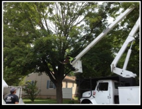 Tree Removal Service - Milford, Woodbridge, Orange, CT