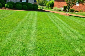 lawn-care-643563_1280 (2)