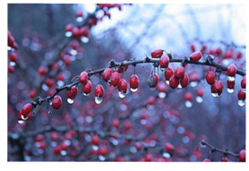 Winter Plants - Affordable Landscape and Tree Services - Hamden, CT