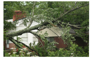 Affordable Landscape and Tree Service - Emergency Storm Service