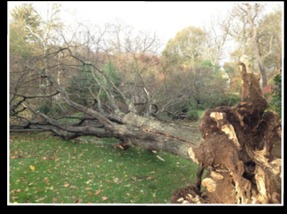 Dangers of Dead Trees - Tree Removal Services - Orange, Milford, CT