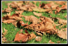 Fall Landscape Clean Up Services, Rake Leaves, Yard Debris Removal | Hamden, CT