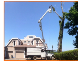 Tree Removal Service - Affordable Landscape and Tree Service - Hamden, CT