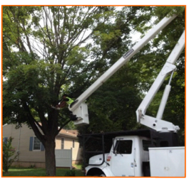 Tree Removal Service - Affordable Landscape and Tree Service - Hamden, CT